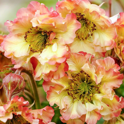 Geum Jazzy Pretticoats Peach 140mm