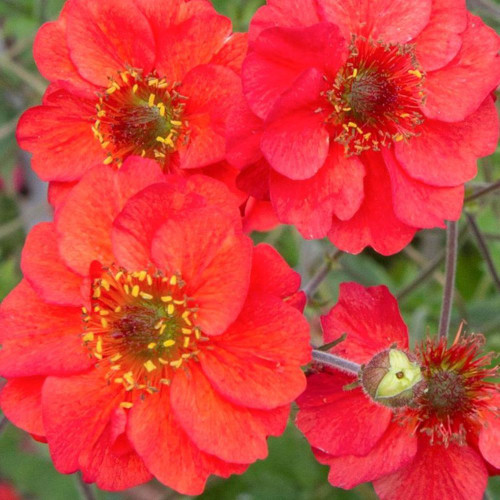 Geum Jazzy Scarlet Tempest 140mm