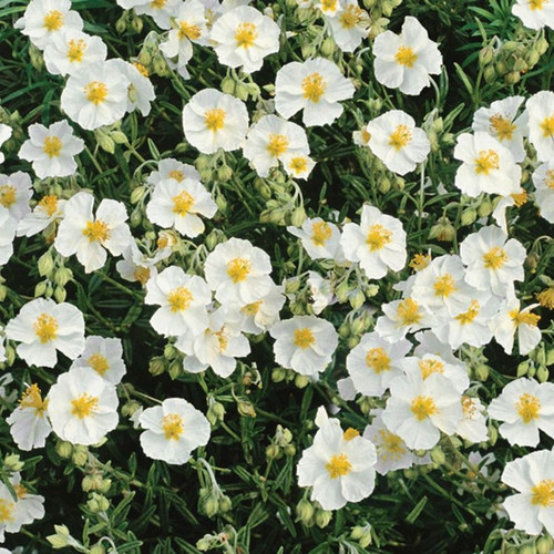 Helianthemum 'The Bride' 140mm