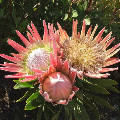 Protea cynaroides 'King' 140mm