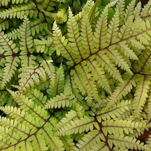 Athyrium olophorom 140mm