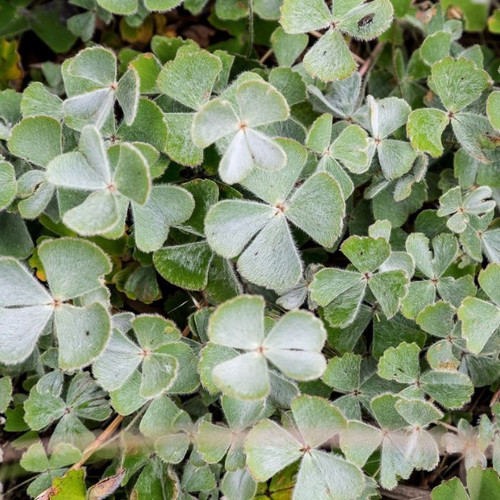 Marsilea drummondii 5in  125mm