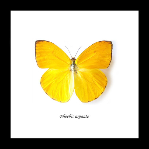 Phoebis argante