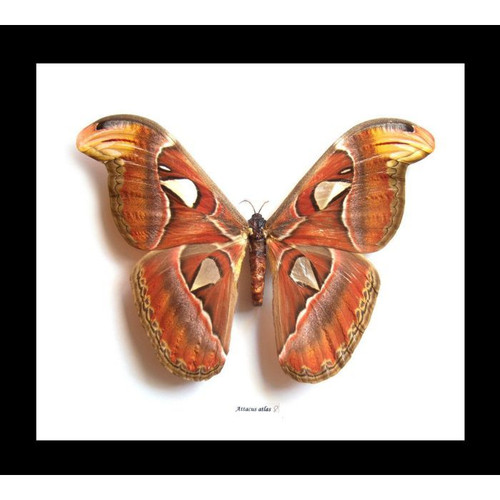Attacus atlas Female