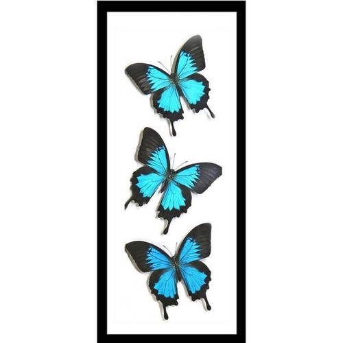 Papilio ulysses X3