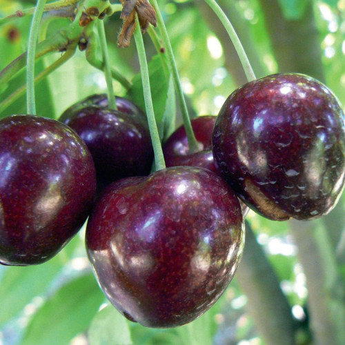 Prunus avium 'Stella' Dwarf 25lt Dwarf Prunus avium 'Stella' Dwarf 25lt Dwarf