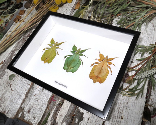 Phyllium Coloured Combo