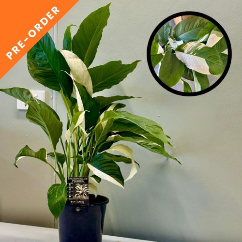 Spathiphyllum 'Picasso' 180mm