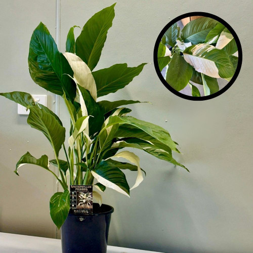 Spathiphyllum 'Picasso' 180mm