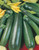 B- Zucchini Greenskin