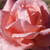 Rosa 'Salmon Scentsation' Climbing 8in  200mm