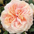 Rosa 'Garden Of Roses' Std 10in 250mm