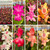 Schlumbergera Assorted 5in  125mm