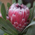 Protea 'Mayday' 8in  200mm