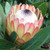 Protea 'Susara' 10in 250mm