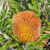 Banksia baueri 140mm