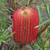 Banksia occidentalis 140mm