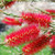 Callistemon 'Cherry Time' 140mm