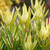 Leucadendron Laureolum x Salignum 'Inca Gold' 140mm