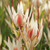 Leucadendron Salignum x Laureolum 'Cream Delight' 140mm