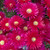 Lampranthus 'Red Explosion' 140mm