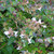 Abelia x grandiflora 'Nana' 140mm
