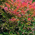 Nandina 'Gulf Stream' 8in  200mm