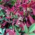 Nandina Domestica 'Obsession' 140mm