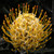 Leucospermum 'Goldie' 140mm