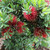 Callistemon 'Better John' 8in  200mm