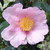 Camellia sasanqua 'Exquisite' 140mm