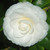 Camellia japonica 'Commander Mulroy' 140mm