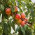 Prunus 'May Grand' Nectarine 35lt