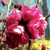 Prunus dulcis 'Crimson' 35lt