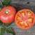 Tomato Bragger 4in  100mm