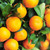 Citrus reticulata 'Imperial' Mandarin 8in  200mm