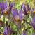 Iris Dutch 'Tiger Eye' 5 Bulbs Dwarf