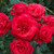 Rosa 'Für Elise' 8in  200mm Floribunda