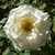 Rosa 'Iceberg' 8in  200mm Floribunda