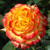 Rosa 'Tequila Sunrise' 8in  200mm Floribunda