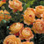 Rosa 'Lady Of Shalott' 8in  200mm David Austin