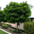 Robinia Inermis 'Mop Top' Med L/R or B/R