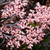 Sambucus nigra 'Black Lace'' L/R or B/R
