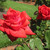 Rosa 'Dolly Parton' 8in  200mm Hybrid Tea
