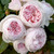 Rosa 'Earth Angel' 10in 250mm Standard
