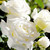 Rosa 'Pope John Paul II' Standard 10in 250mm Standard