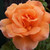 Rosa 'Slim Dusty' 8in  200mm Floribunda
