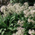 Arthropodium 'Matapouri Bay' 8in  200mm