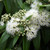 Backhousia citriodora 140mm