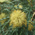 Banksia Polycephala 140mm